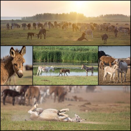 Collage of donkeys enjoying summer on the fieldの写真素材