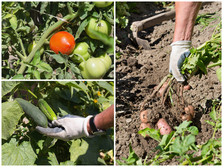 Collage of ripe vegetables in garden in summertime. Gardening conceptの写真素材