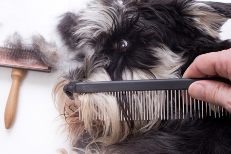 Groomer Combing Long Hair Of Cute Dog Miniature Schnauzer Lying