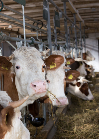 Cows eating lucerne hay from manger on farmの写真素材