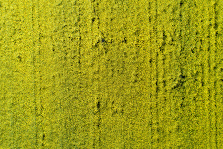 Top view of yellow rapeseed field shoot from drone. Abstract image of soft textureの写真素材