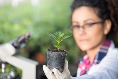 Young woman biologist holding flower pot with sprout and checking it growth. Plant protection conceptの写真素材