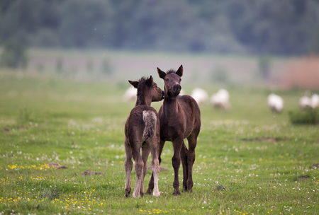 Two foals playing on fresh spring grass with flowers on meadowの写真素材
