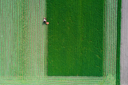 Aerial view of tractor mowing lucerne shot from drone directly aboveの写真素材