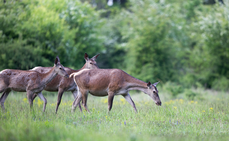 Group of hinds (red deer female) walking on meadow with spring flowers in front of forest. Wildlife in natural habitatの写真素材