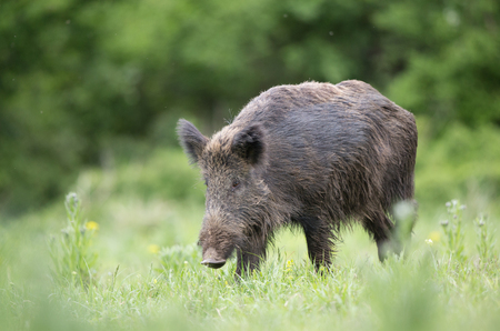 Wild boar (sus scrofa ferus) walking in high grass on meadow in front of forest. Wildlife in natural habitatの写真素材