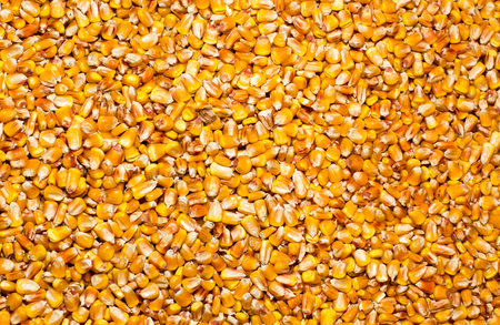 Top view of corn seeds pile as background