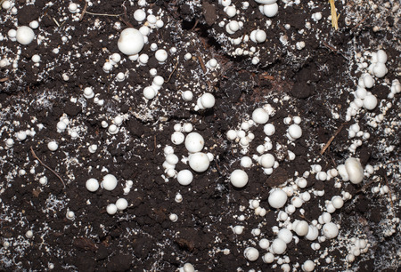 Top view of champignons in soil. Organic production of mushrooms