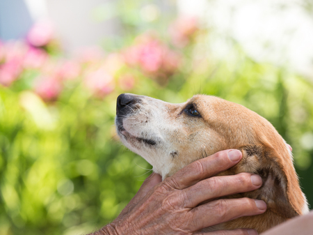 Cute dog enjoying cuddling with old man in park and flowers in backgroundの写真素材