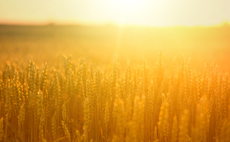 Close up of wheat ears in the field at sunset in early summerの写真素材