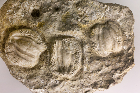 Close up of prehistoric extinct animals in stone. Fossils backgroundの写真素材