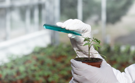 Close up of biologist's hands with gloves pouring liquid chemicals in flower pot with sprout in greenhouse. Plant protection and biotechnology conceptの写真素材