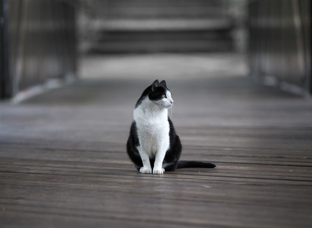 Cute black and white domestic cat sitting on wooden floor in garden and looking at sideの写真素材
