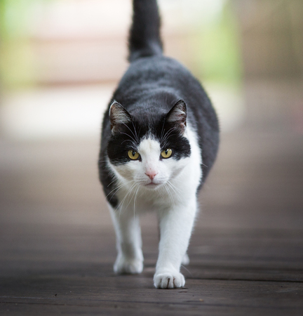 Curious black and white domestic cat walking and staring at cameraの写真素材