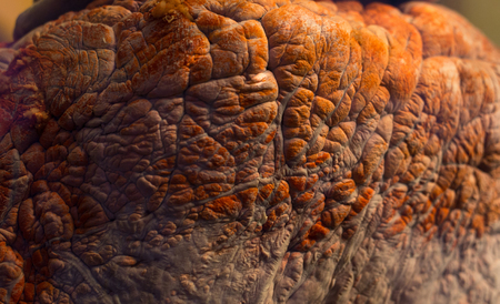 Close up of heart organ from whale in formaldehydeの写真素材