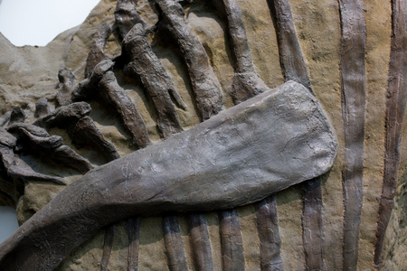 Close up of ribs and spatula fossil of ancient mammal in museumの写真素材