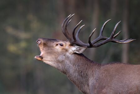 Portrait of red deer with big antler roaring in forest. Wildlife in natural habitatの写真素材