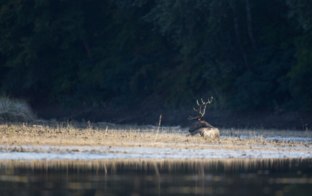 Red deer with big antlers laying in mud on coastline with forest in background. Wildlife in natural habitatの写真素材