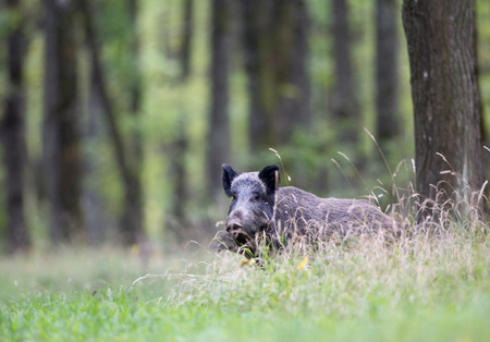 Wild boar walking in forest and looking at camera. Wildlife in natural habitatの写真素材