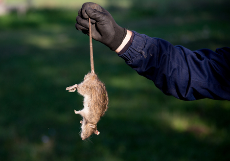 Farmer with protective gloves holding dead rat for tail on farm. Rodenticide concept in agricultureの写真素材