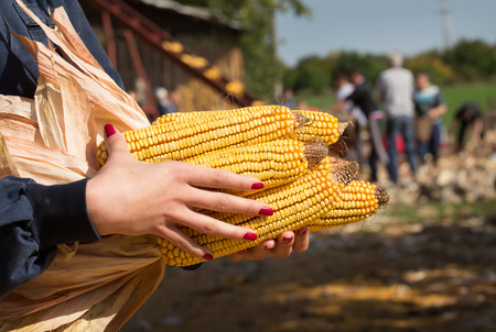 Close up farmer woman's hands carrying corn cobs with group of peasants working on stacking crop in storage place on farmの写真素材