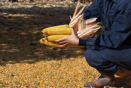 Farmer woman in overalls holding bunch of corn cobs on farmlandの写真素材
