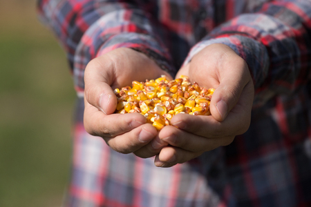 Close up of young farmer's hands holding pile of corn seedsの写真素材