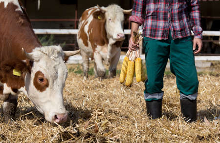 Farmer holding bunch of corn cobs in hand and standing in cowshed with simmental cows aroundの写真素材