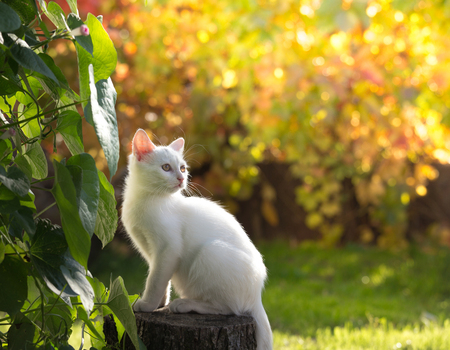 Adorable white cat sitting on stump in garden beside plant and looking in distance. Colorful background with autumn colorsの写真素材
