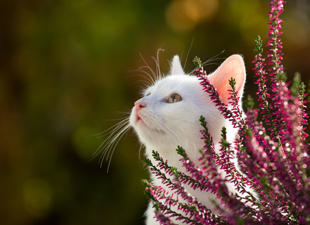 Portrait of small white cat beside pink flower in garden, looking up, side view, with blurred green backgroundの写真素材