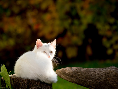 Adorable white cat lying on stump in gardenの写真素材