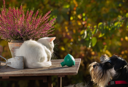 Cat and dog love. Little white kitty lying on table in garden and miniature schnauzer looking at herの写真素材