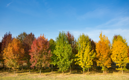 Forest with colorful trees in autumn. Seasonal beauty of natureの写真素材