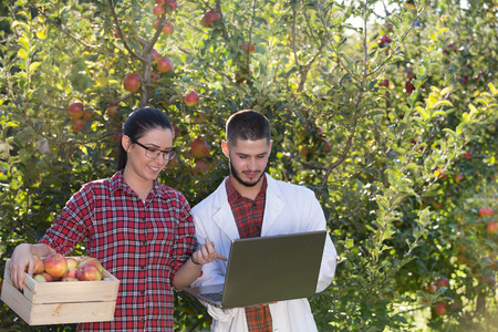 Young farmer girl holding crate with apples and looking at laptop with agronomist in white coat in orchardの写真素材