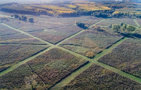 Aerial image of rural landscape of reed fields with paths and forestsの写真素材