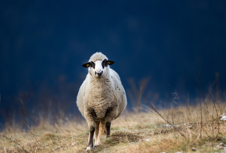 Sheep grazing on hills of Zlatar mountain in Serbia in fall. Forest in background. Organic livestock breeding and farmingの写真素材