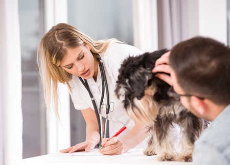 Cute miniature schnauzer in veterinary clinic at standard examination with owner and young woman veterinarian. Pet health care conceptの写真素材