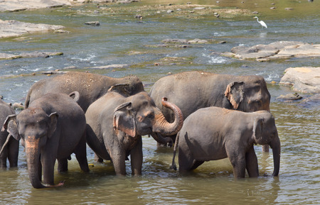 Elephant orphanage Pinnawala in Sri Lanka. Animals walking in river. Tourist attractionの写真素材