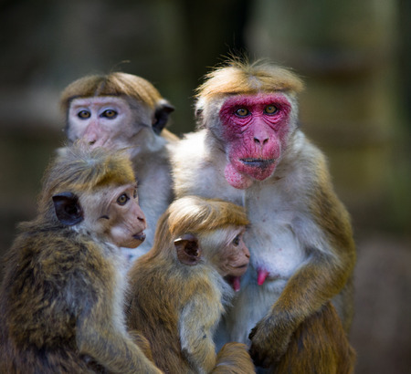 Portrait of cute monkey family (Macaca Sinica), mother with red face and three baby animalsの写真素材
