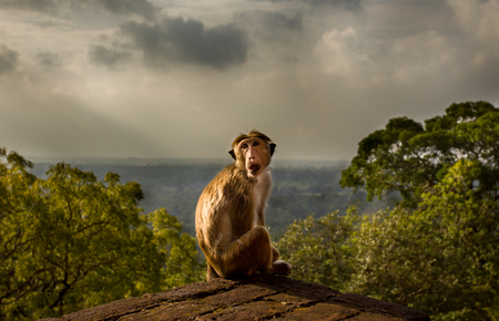 Portrait of monkey (Macaca Sinica protected specie) who sitting on wall of Sigiriya rock in Sri Lanka and enjoying beautiful rainforest landscapeの写真素材