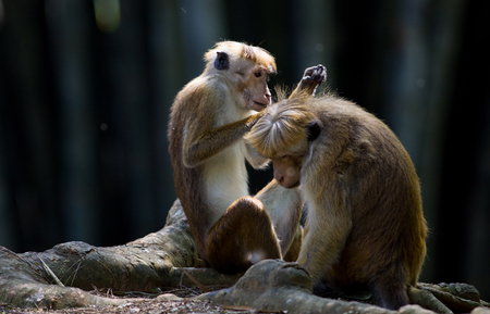 Two monkeys (Macaca Sinica) from Sri Lanka sitting on old roots on ground and looking for fleas from...