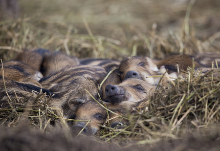 Group of new born wild boar piglets (sus scrofa ferus) sleeping on straw in forest in winter. Wildlife in natural habitat  の写真素材