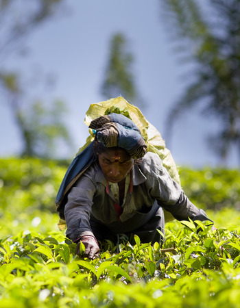 NUWARA ELIYA, SRI LANKA - FEBRUARY 16, 2018 : Portrait of undefined labor woman picking fresh tea leaves on plantation of Nuwara Eliya region in Sri Lanka, February 16, 2018.のeditorial素材