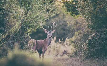 Portrait of young red deer with antlers standing in forest. Wildlife in natural habitatの写真素材