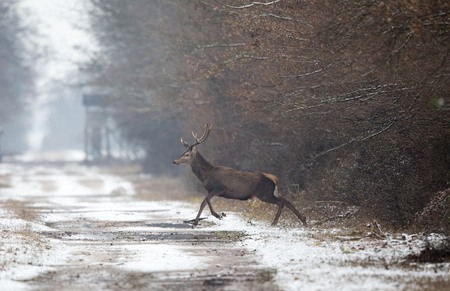 Young red deer with antlers running in forest. Wildlife in natural habitatの写真素材