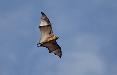 Large gray headed flying fox Pteropus. Megabat in flight with spread wings and blue sky in...