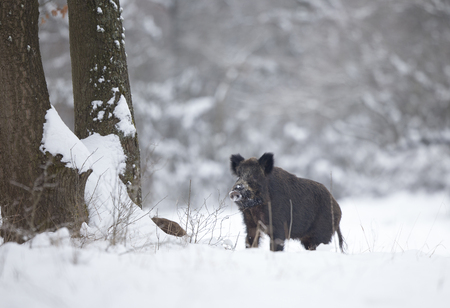 Wild boar (sus scrofa ferus) walking on snow in forest. Wildlife in natural habitatの写真素材