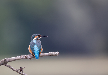 Colorful blue kingfisher bird standing on branch with blurred background. Wildlife in natural habitatの写真素材