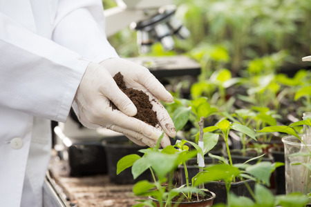 Female agronomist in white coat and gloves holding soil in hands above tomato seedlings in flower...