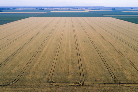 Aerial image of yellow wheat field shoot from drone in spring